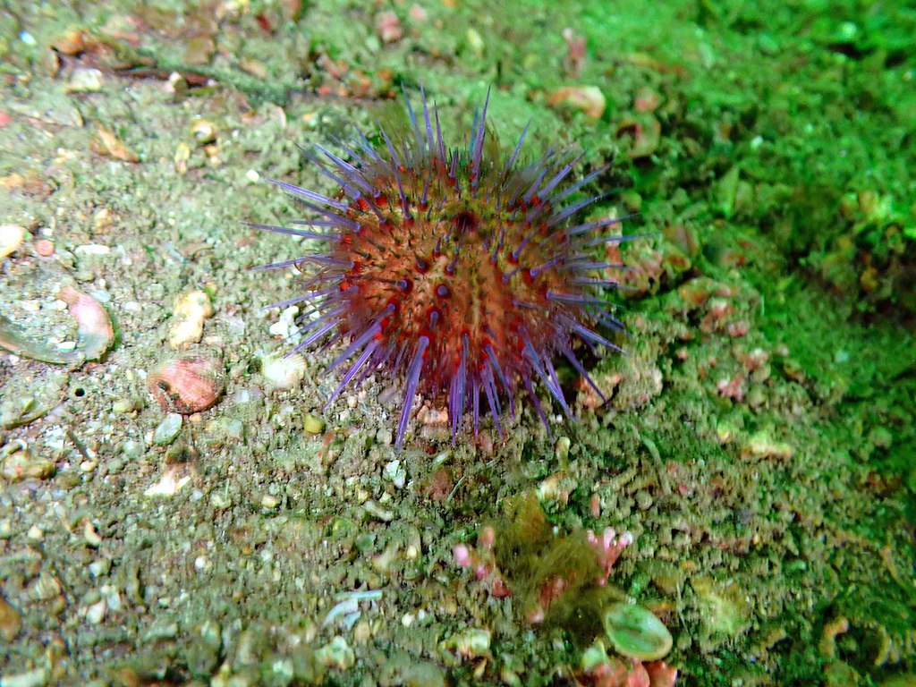 Sea Urchin