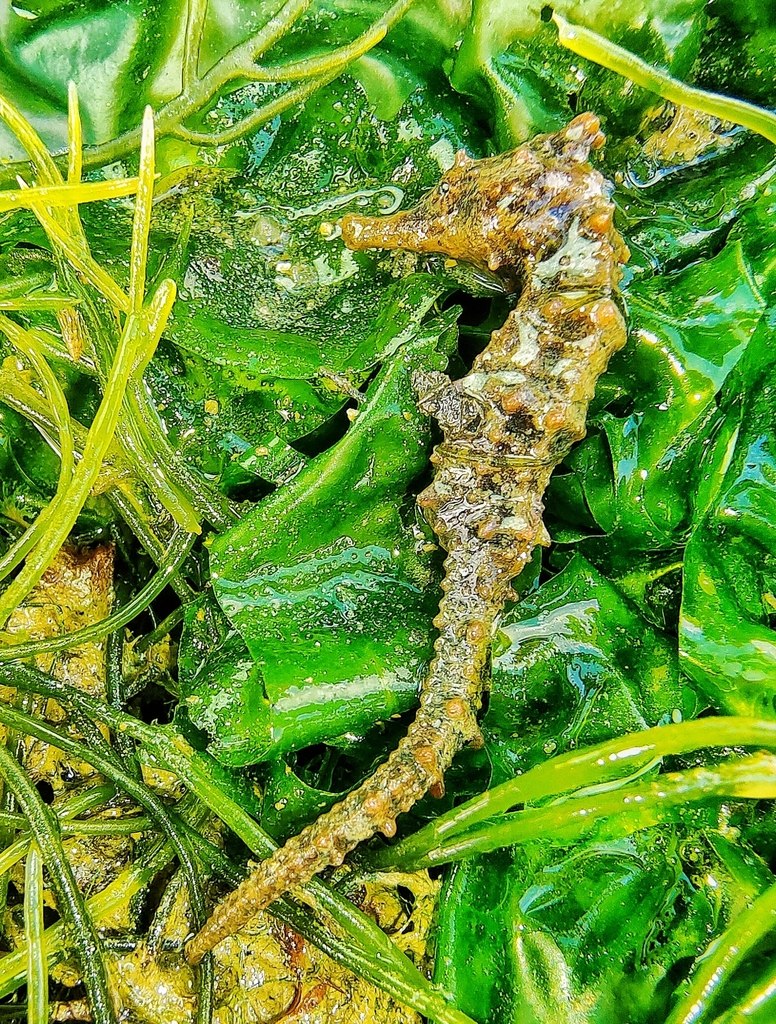 Seahorse