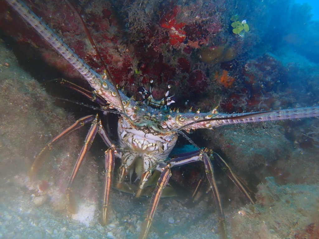 Spiny Lobster