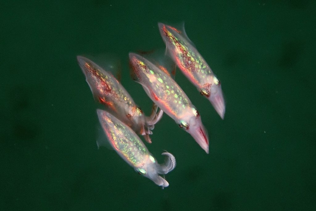 Squid