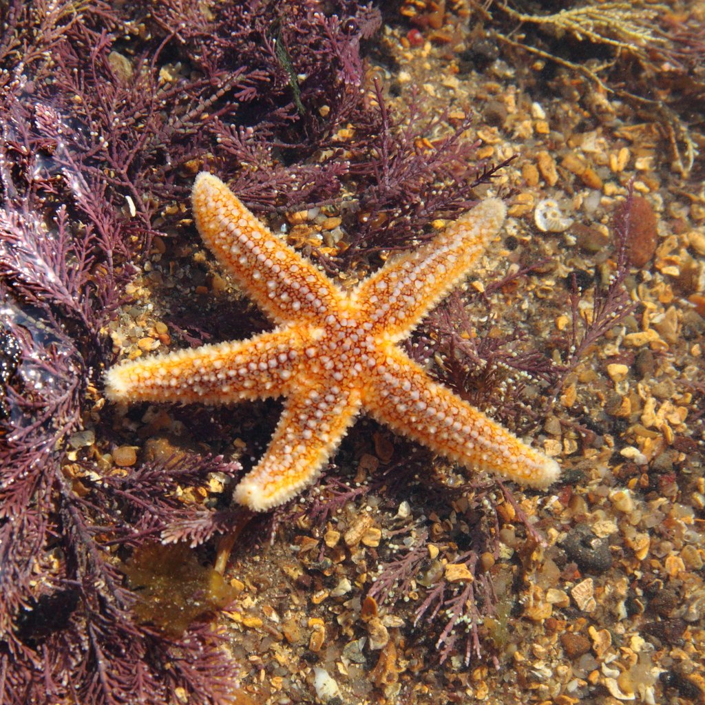 Starfish
