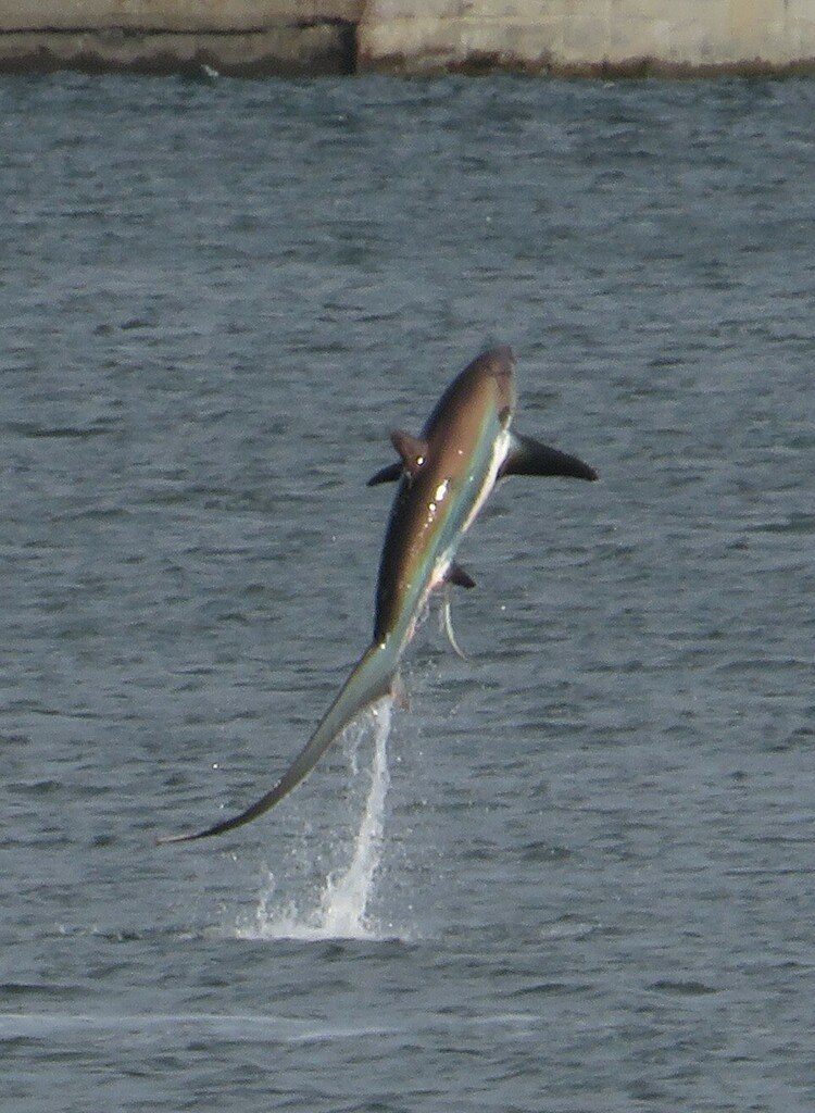 Thresher Shark