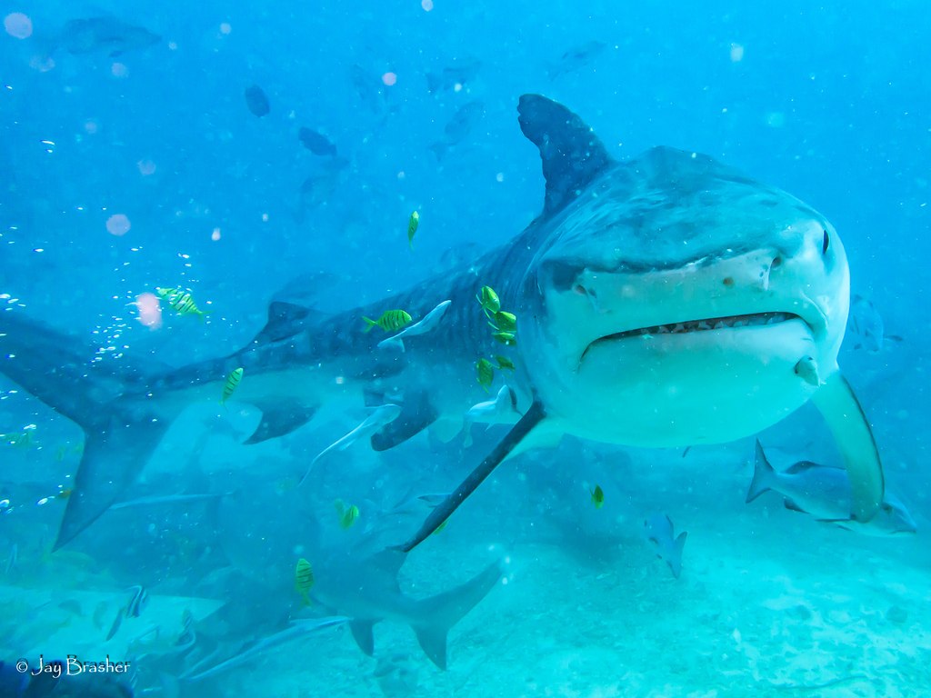 Tiger Shark