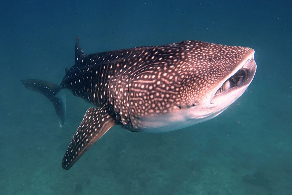 Whale Shark